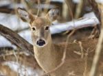 Beautiful Isolated Picture With A Cute Wild Deer In The Snowy Forest Stock Photo