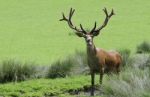 standing Male Deer Stock Photo