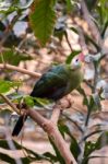 Red-crested Turaco (tauraco Erythrolophus) Stock Photo