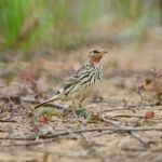 Red-throated Pipit Stock Photo