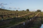 Young Orchard Of Orange Trees Stock Photo