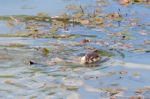 Eurasian Otter (lutra Lutra) In Natural Habitat Stock Photo