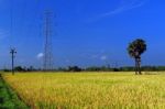 Agriculture Stock Photo