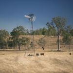 Windmill And Cows In The Countryside During The Day Stock Photo