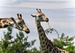 Beautiful Photo Of Two Cute Giraffes Eating Leaves Stock Photo