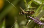 Adela Collicolella Nocturnal Moth Stock Photo