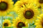 Sunflower Or Helianthus Annuus In The Farm Stock Photo