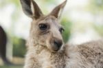 Kangaroo Outside During The Day Stock Photo