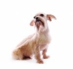 Shih Tzu Dog Stock Photo