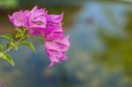 Bougainvillea Near Pond Stock Photo