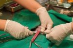 The Uterus And An Ovary In A Cat During Surgery Stock Photo