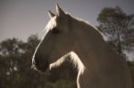 Horse In The Paddock Stock Photo