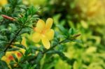 Flowers And Leaves In The Rainy Season Stock Photo