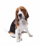 Sorrow Face Of Beagle Dog Isolated White Stock Photo