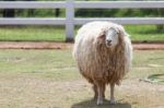 Face Of Merino Sheep In Ranch Farm Use For Farm Animals And Live Stock Photo