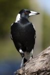 Magpie Stock Photo