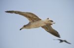 Seagull In Flight Stock Photo