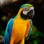 Blue And Gold Macaw Stock Photo