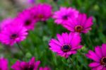 Pink Flowers Stock Photo