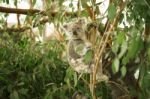 Koala In A Eucalyptus Tree Stock Photo