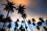 Silhouette Of  Coconut Tree Stock Photo