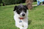 Jack Russell Pup Sitting In Garden Stock Photo