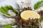 Fresh Oysters Stock Photo