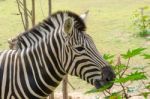 The Zebra Is Well Known In Africa With Its Distinctive Markings Stock Photo