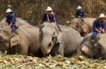 Elephants Joyfully On Fruits Buffet Stock Photo