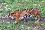 Sumatran Tiger (panthera Tigris Sumatrae) Stock Photo