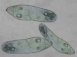 Paramecium Stock Photo