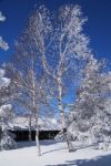 Snowy tree and house Stock Photo