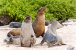 Sea Lion In Galapagos Islands Stock Photo