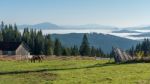 Bistrita, Transylvania/romania - September 18 : Horses Grazing O Stock Photo