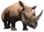 Black Rhino Stock Photo