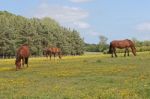 Horses Grazing Buttercups Stock Photo