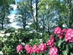 Rhododendron-flowers In The Park Stock Photo