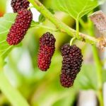 Mulberry Fruit Stock Photo