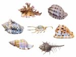 Group Shell Of Sea Snail Stock Photo