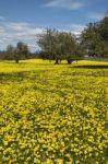 Almond Orchard In A Field Of Yellow Flowers Stock Photo