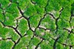 Green Grass On Cracked Earth Stock Photo