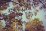 A Tree Branch In Daylight,  Vintage Picture Style Stock Photo