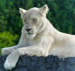 Image Of A Funny White Lion Trying Not To Sleep Stock Photo