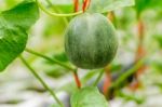 Small Japan Melon (honeydew Melon) In Farm Stock Photo