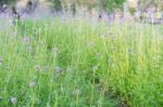 Planting Flowers With Green Grass Stock Photo