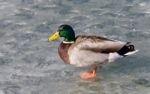 Isolated Photo Of A Mallard Standing On Ice Stock Photo