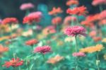 Colorful Flowers For Background Stock Photo