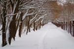 Avenue Of Trees Stock Photo