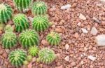 Cactus In Desert  For Background Or Wallpaper Stock Photo