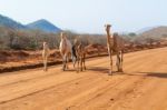 Camels In Kenya Stock Photo